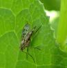 Rhagio scolopaceus